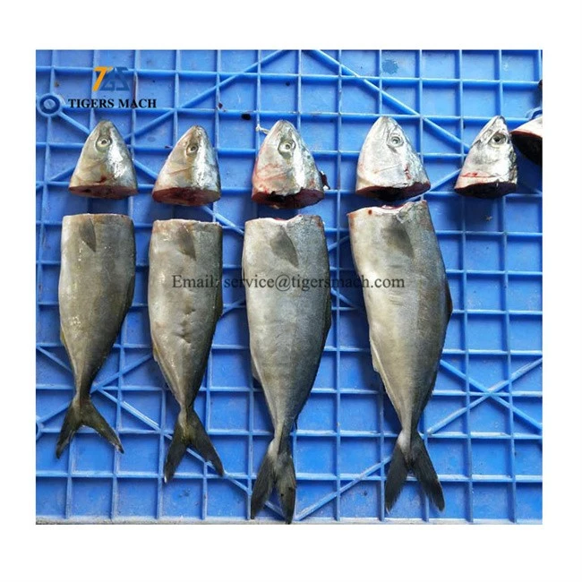 Best Quality Long Working Time Frozen Fish Deheading Machine, Fresh Fishes Processing Head Removing Equipment (4)